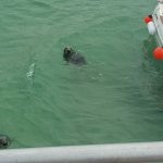 seal spotted on a Cornish boat trip