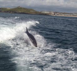 Dolphin spotted on Cornwall boat trip