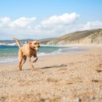 Dog-Friendly-Holidays-Cornwall