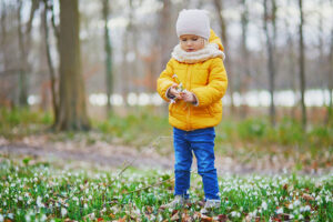 Young girl in the garden picking snowdrop flowers